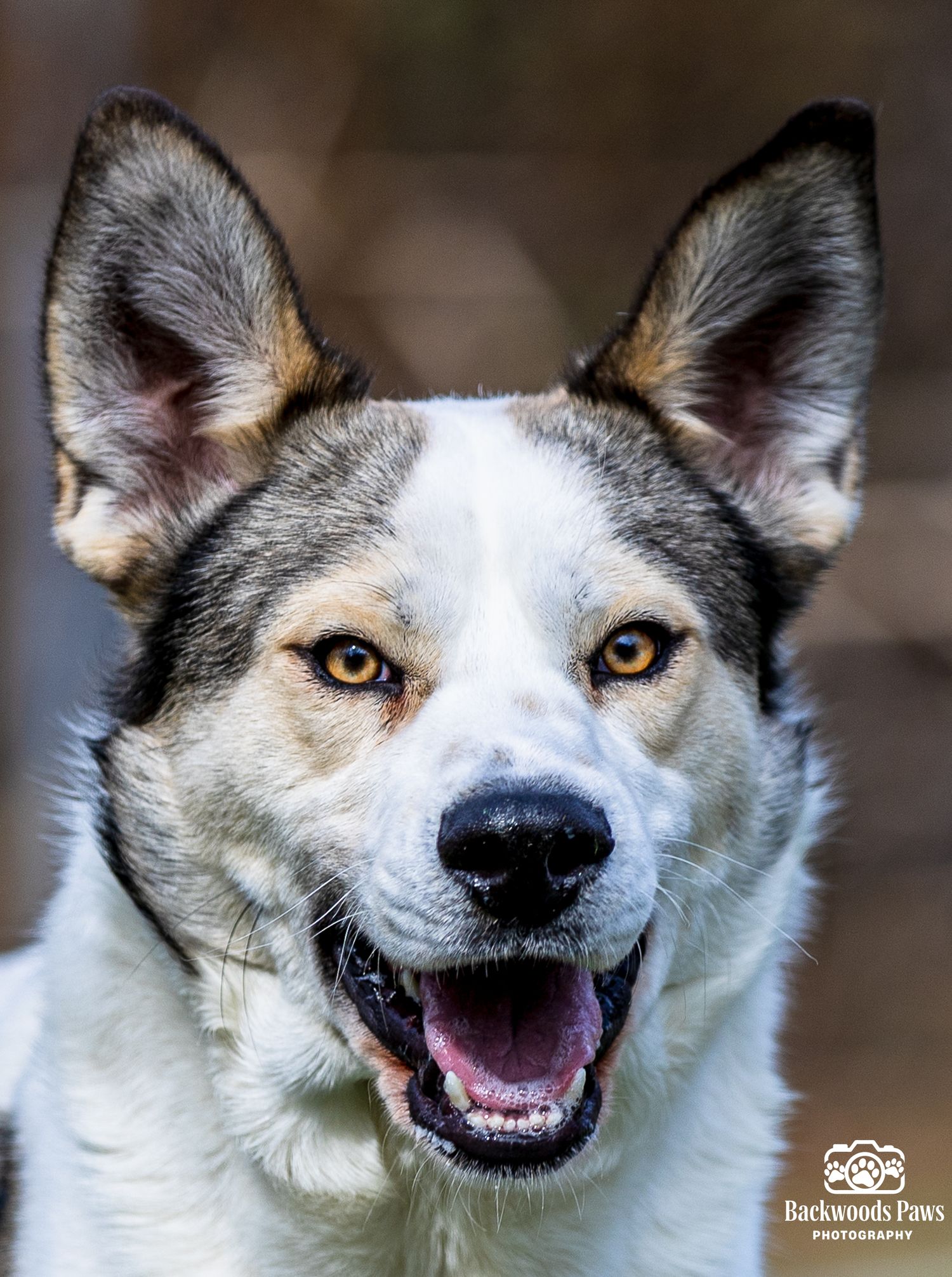 Close-up portrait of a happy husky mix dog with striking amber eyes and white and gray fur smiling at camera.
