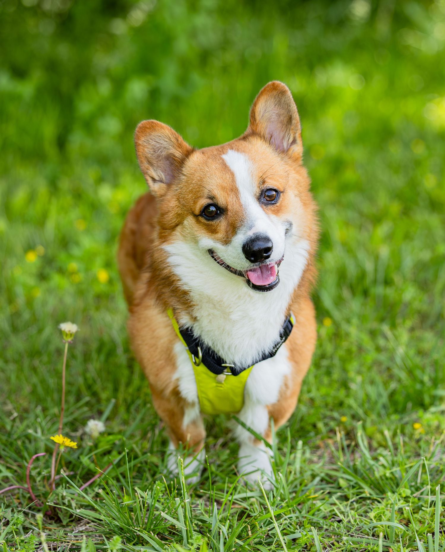 A happy Corgi dog running through green grass wearing a yellow harness and black collar on a sunny day.