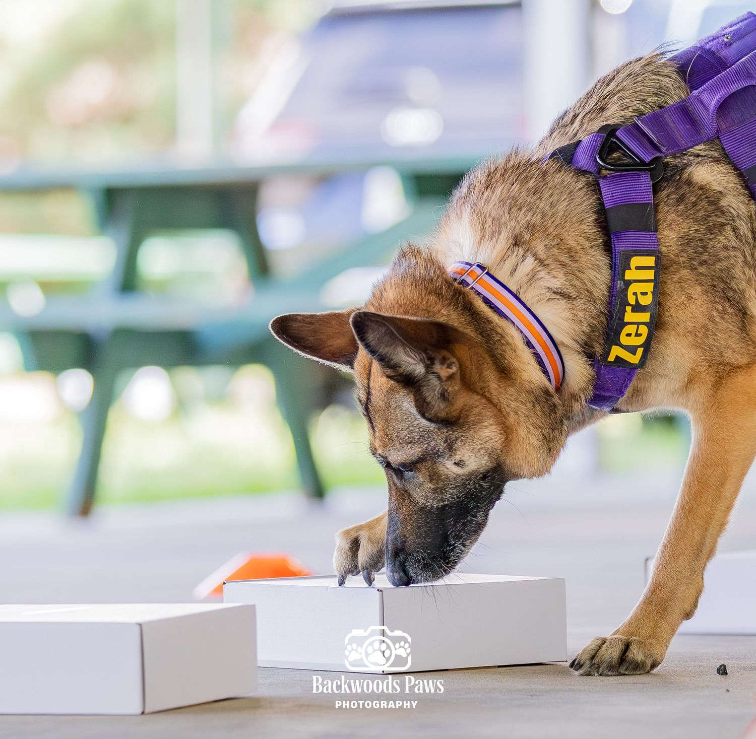 German Shepherd dog named Zerah wearing purple harness sniffs white box during nose work training session outdoors.