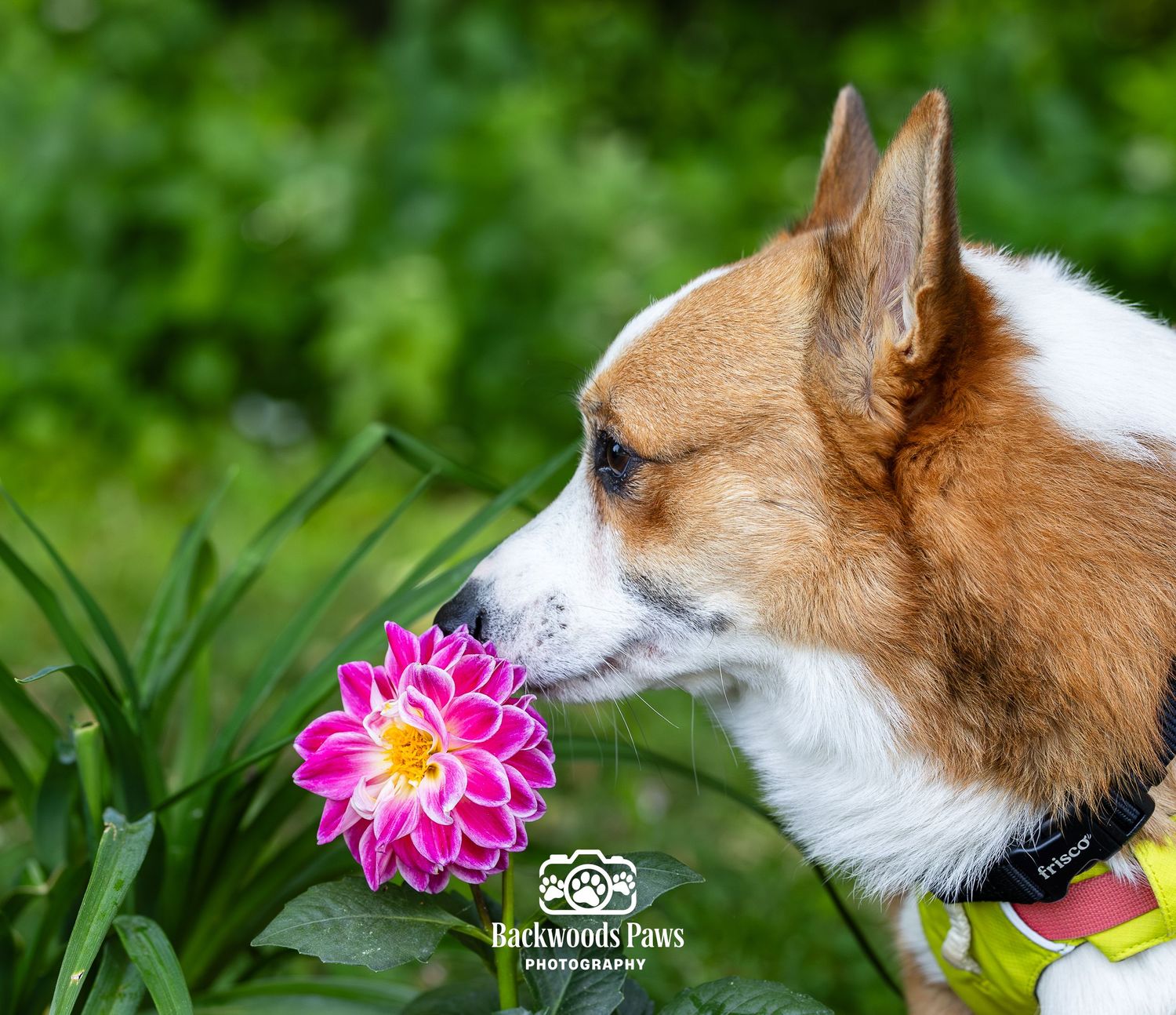 A Corgi dog sniffs a vibrant pink dahlia flower surrounded by lush green foliage.