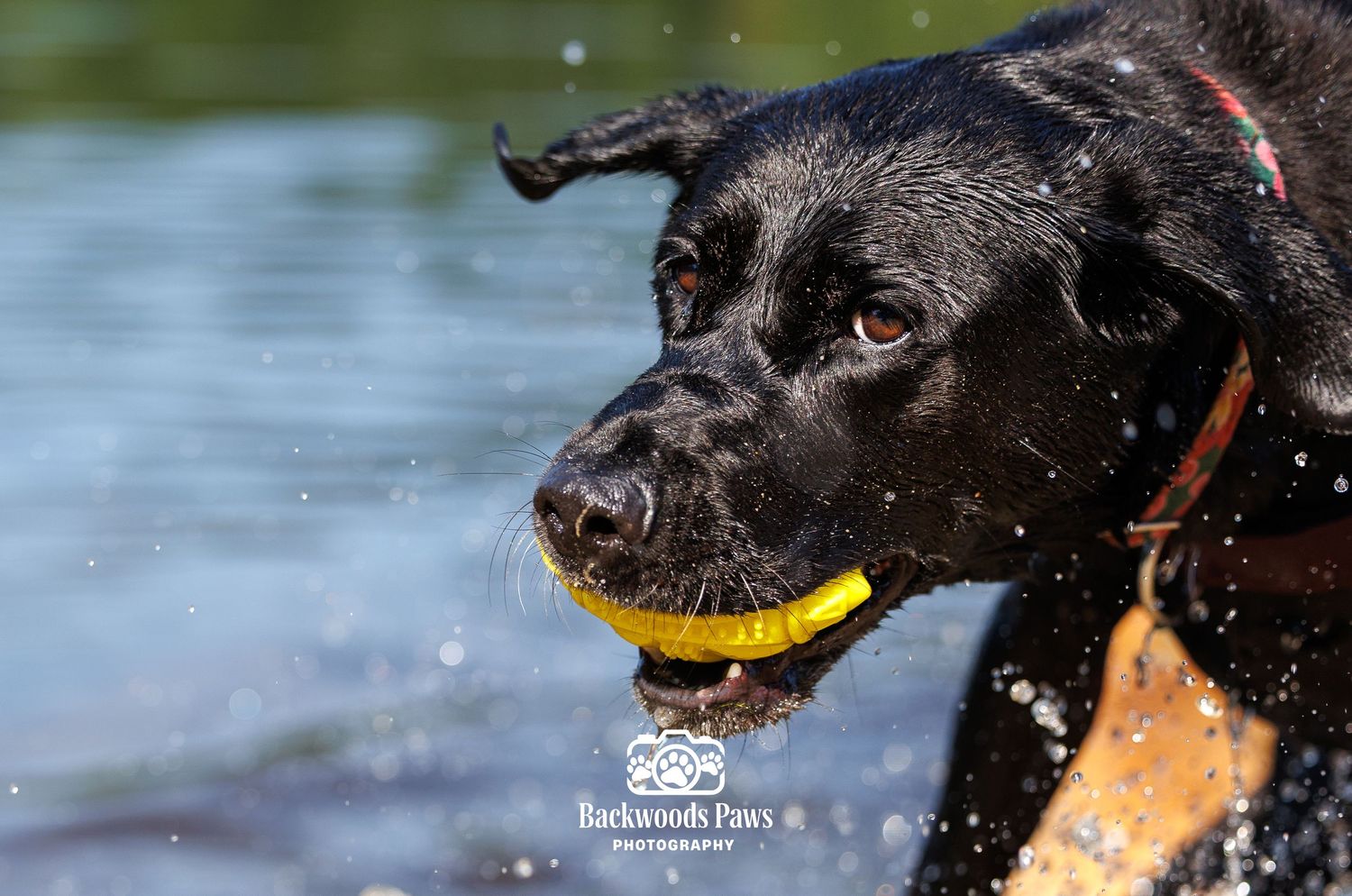 Black Labrador retriever fetching a yellow ball in water, with droplets splashing around its face.