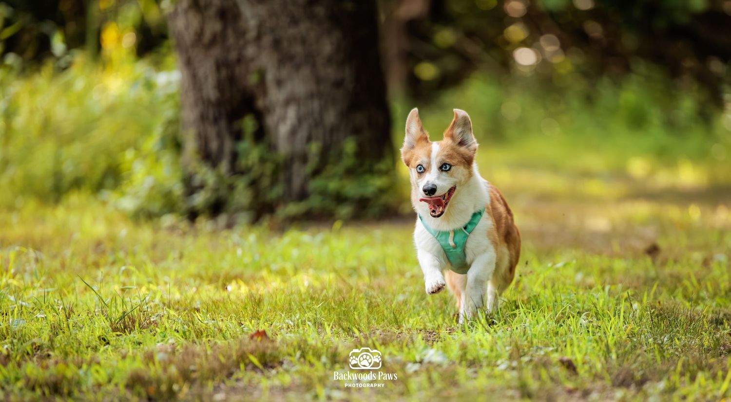 A happy Corgi dog running through green grass in a park wearing a teal harness.