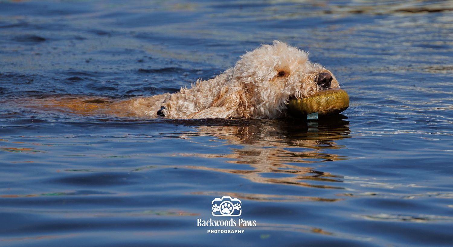 A golden doodle dog swimming in blue water while carrying a tennis ball in its mouth.