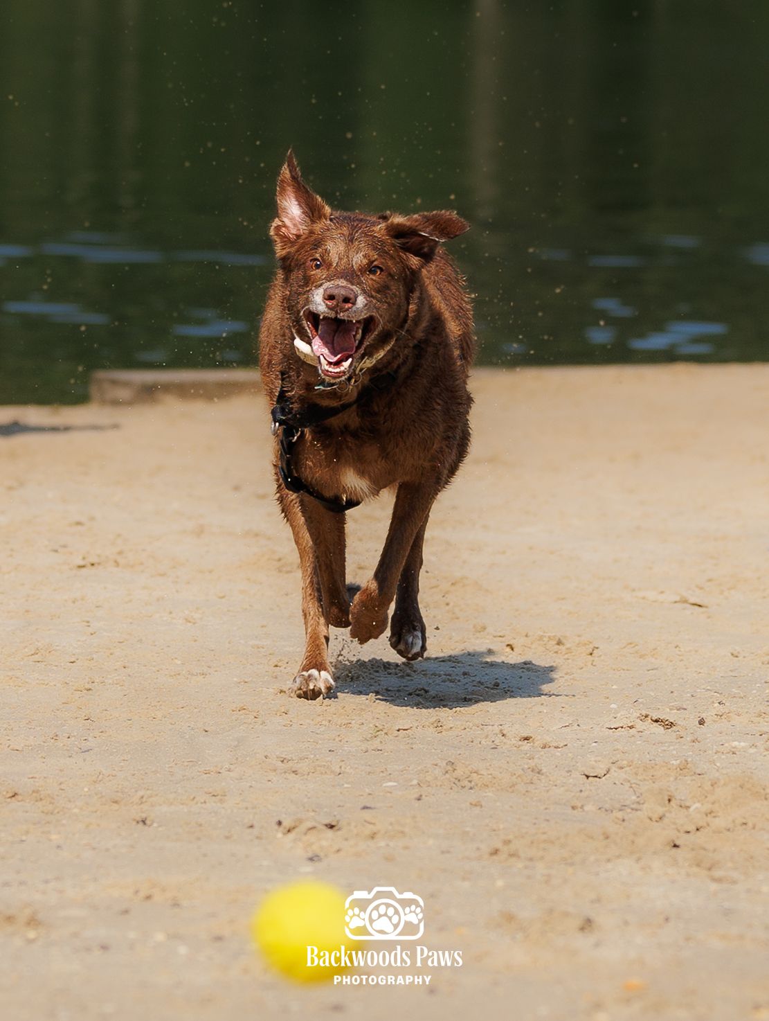 A happy brown dog runs on sandy beach toward a yellow ball with water in the background.