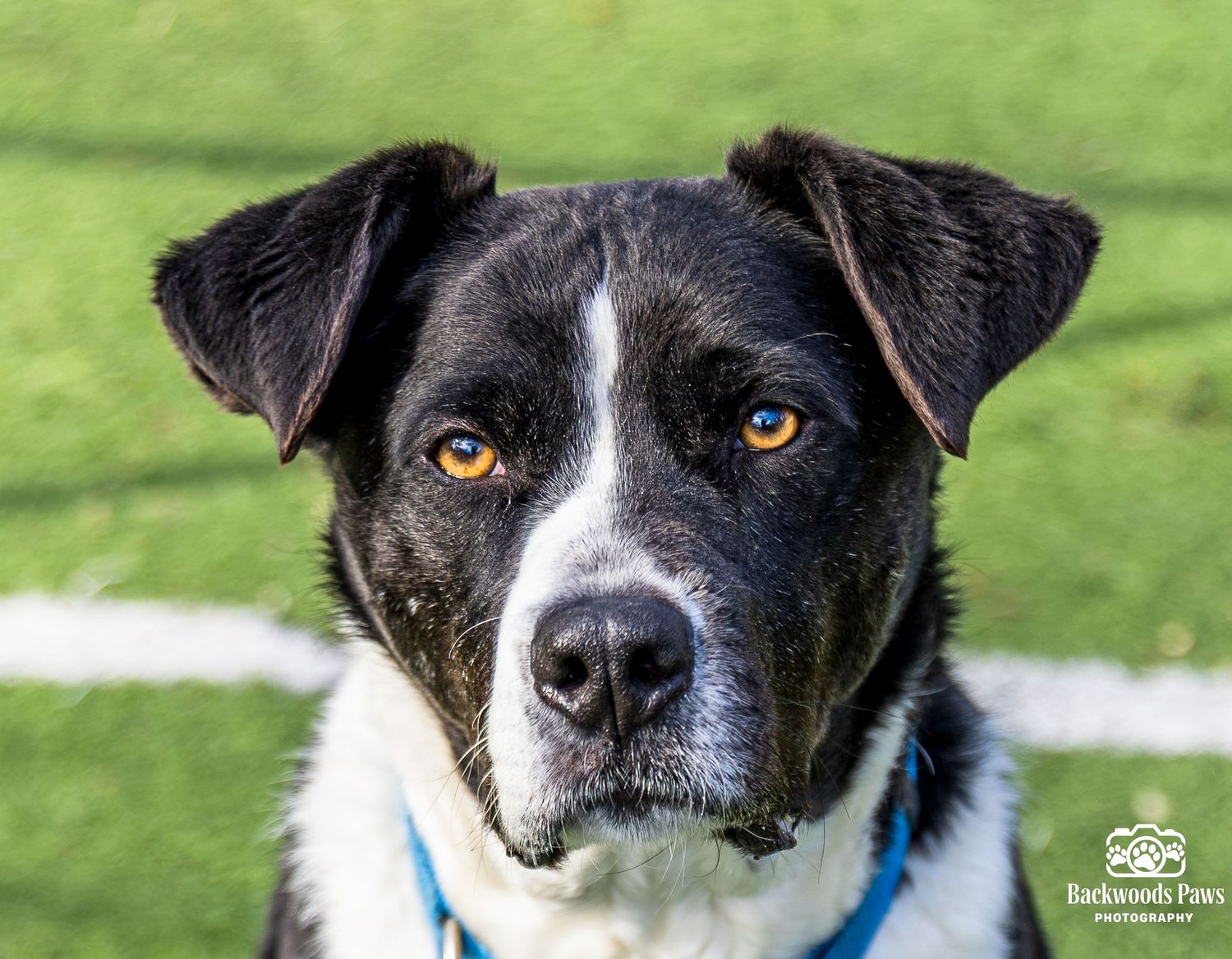 Black and white border collie with bright orange eyes gazes intently at camera against green grass background.