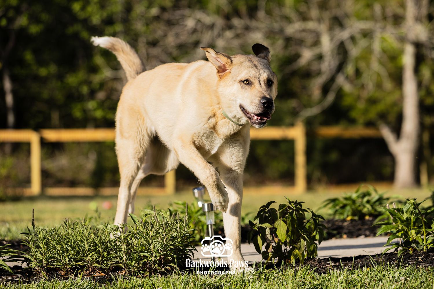 A yellow Labrador Retriever runs energetically across a green grassy yard on a sunny day.