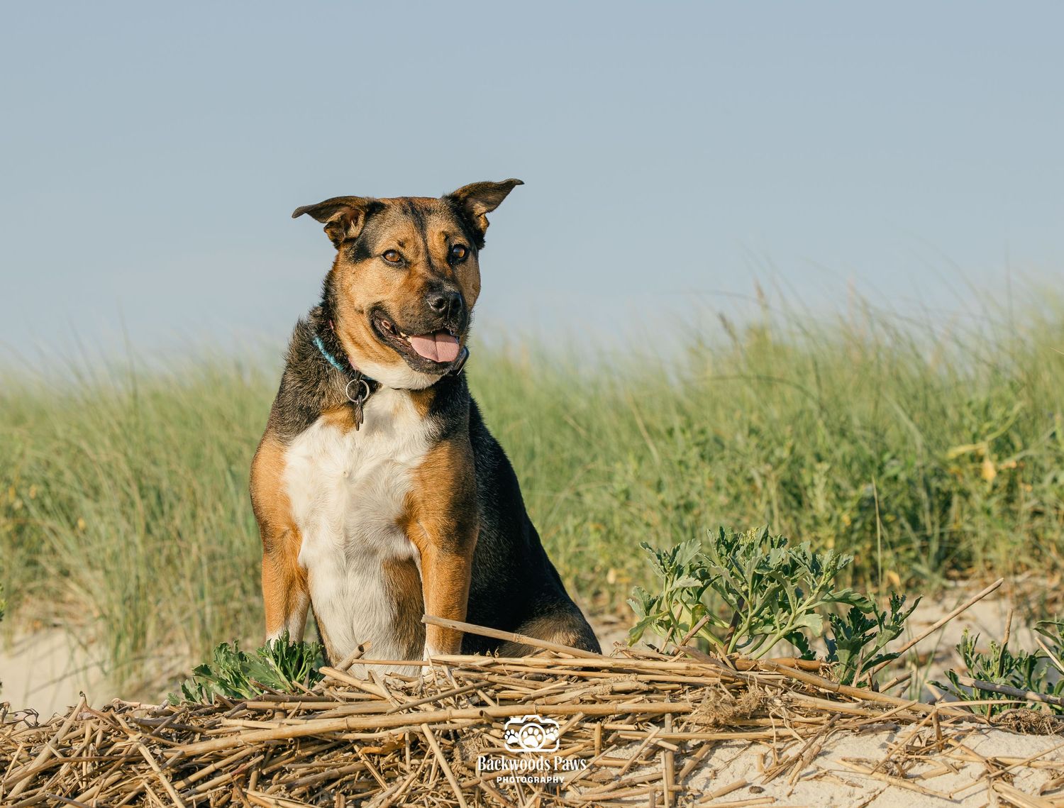 A happy tricolor dog sits on sandy dunes with green grass and a clear blue sky in the background.
