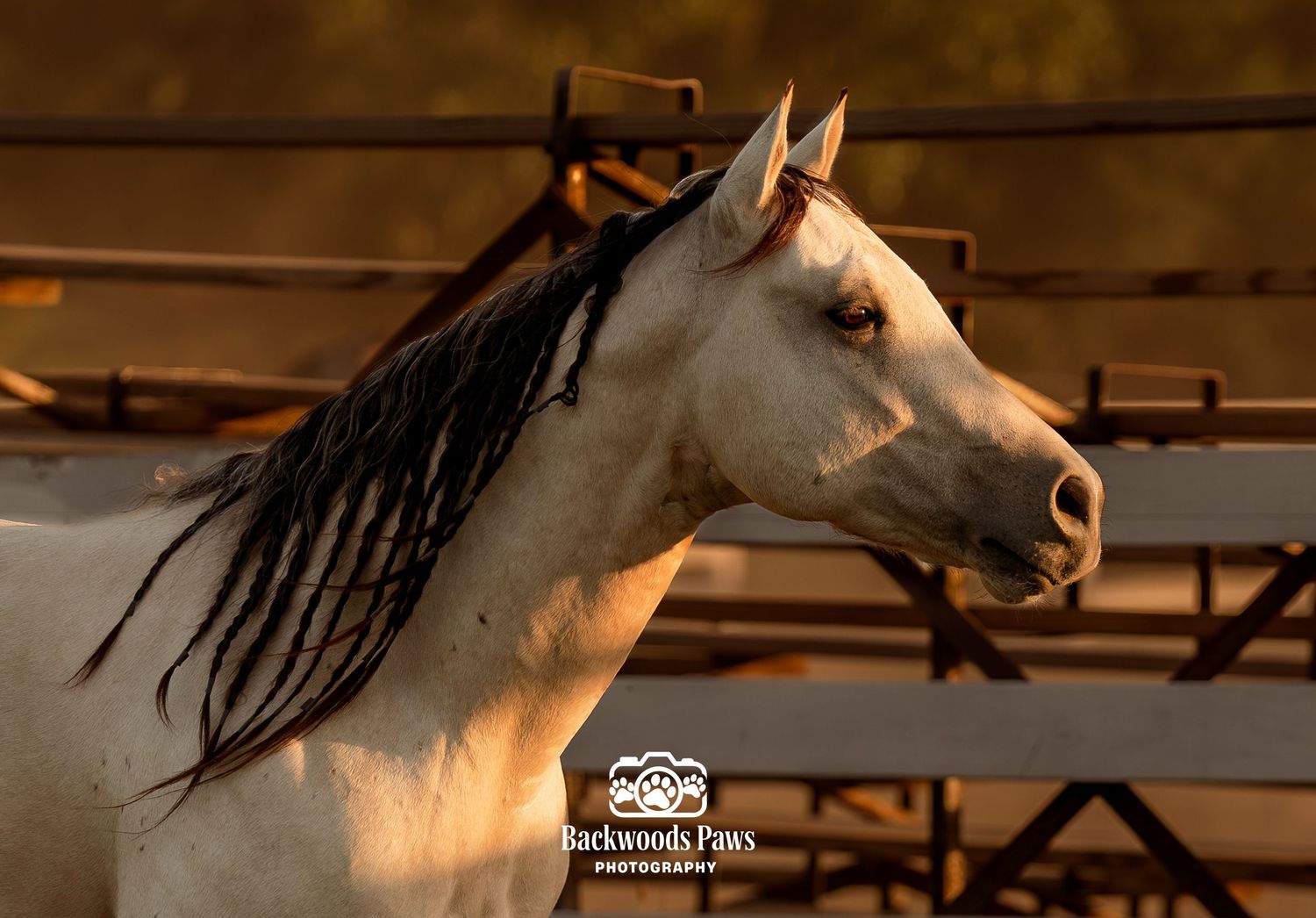 White horse with flowing dark mane captured in golden sunset light at a ranch corral.