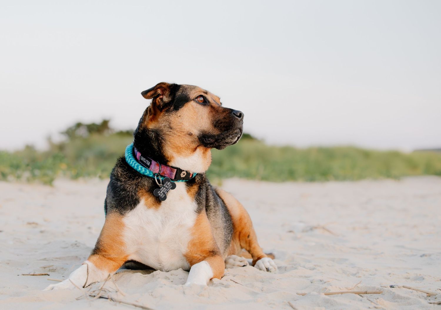 A tri-color dog wearing a pink collar sits calmly on sandy beach with dune grass in the background.
