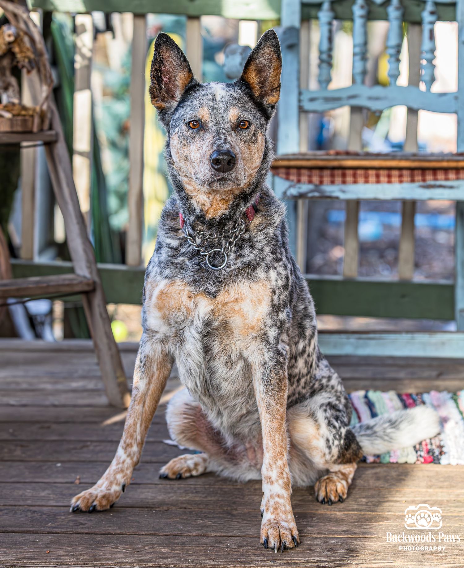 An Australian Cattle Dog with mottled blue-gray and tan fur sits attentively on a wooden porch.