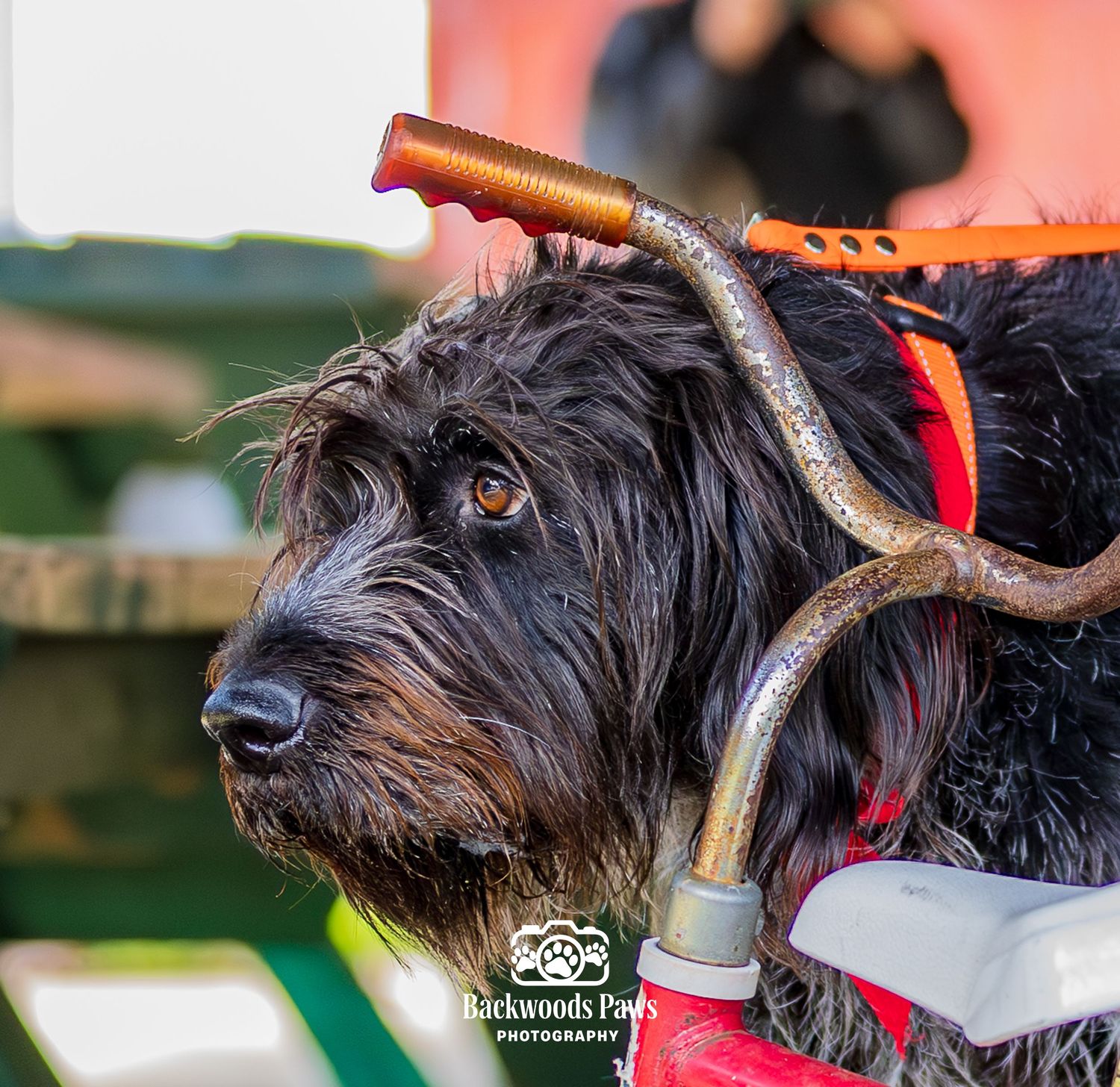 A shaggy black dog wearing a red harness with antler accessories poses outdoors in a festive costume.