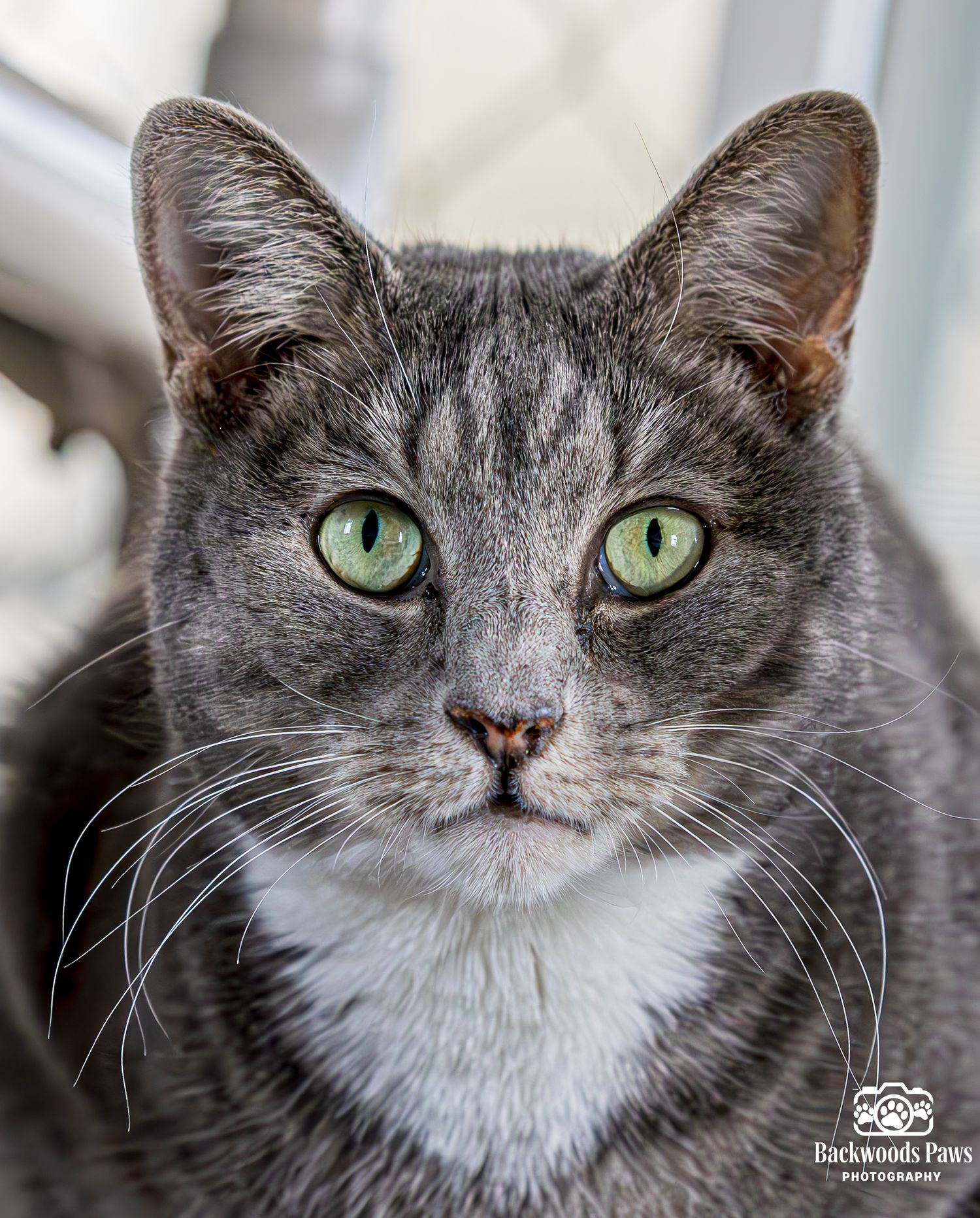 Close up portrait of a gray and white cat with striking green eyes and long whiskers.
