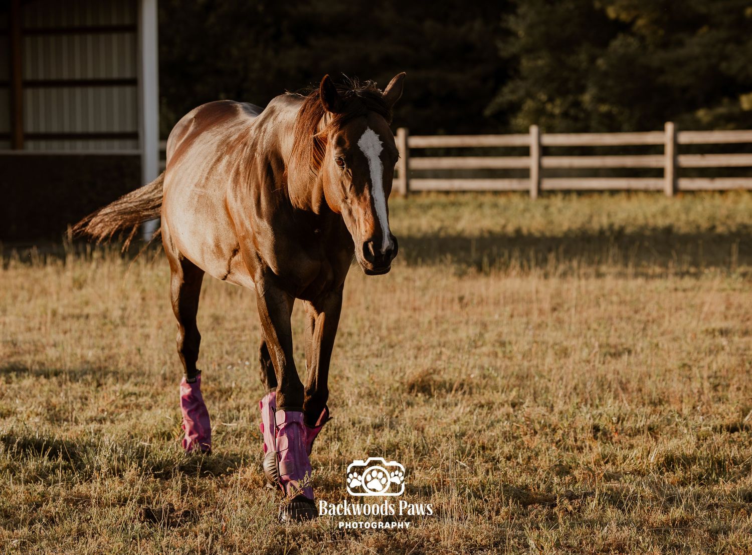 A brown horse with purple leg wraps trots gracefully across a sunlit pasture with a wooden fence backdrop.