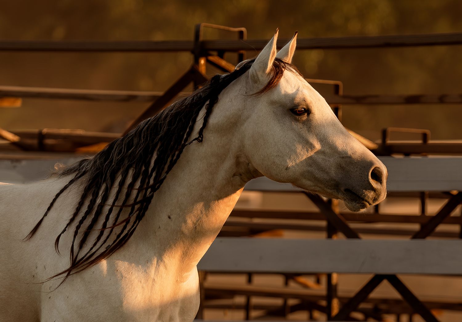A white horse with flowing dark mane stands in golden sunset light inside a rustic metal corral.