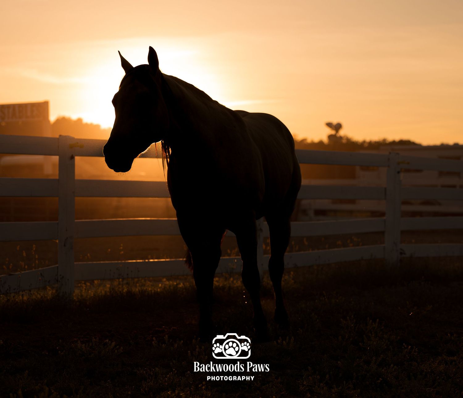 Silhouette of a horse standing by a white fence at golden sunset, captured by Backwoods Paws Photography.