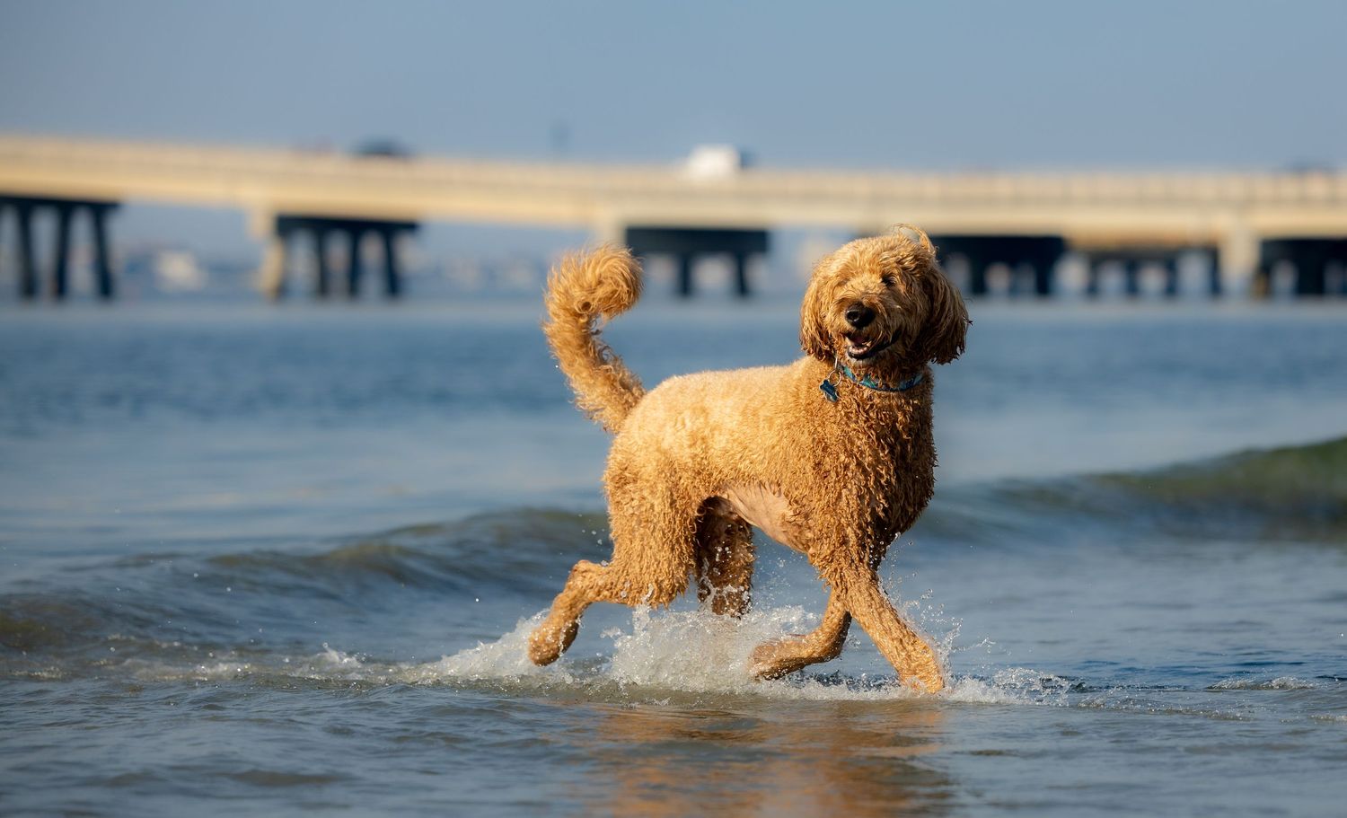 A fluffy golden doodle dog runs playfully through shallow ocean waves near a pier on a sunny day.