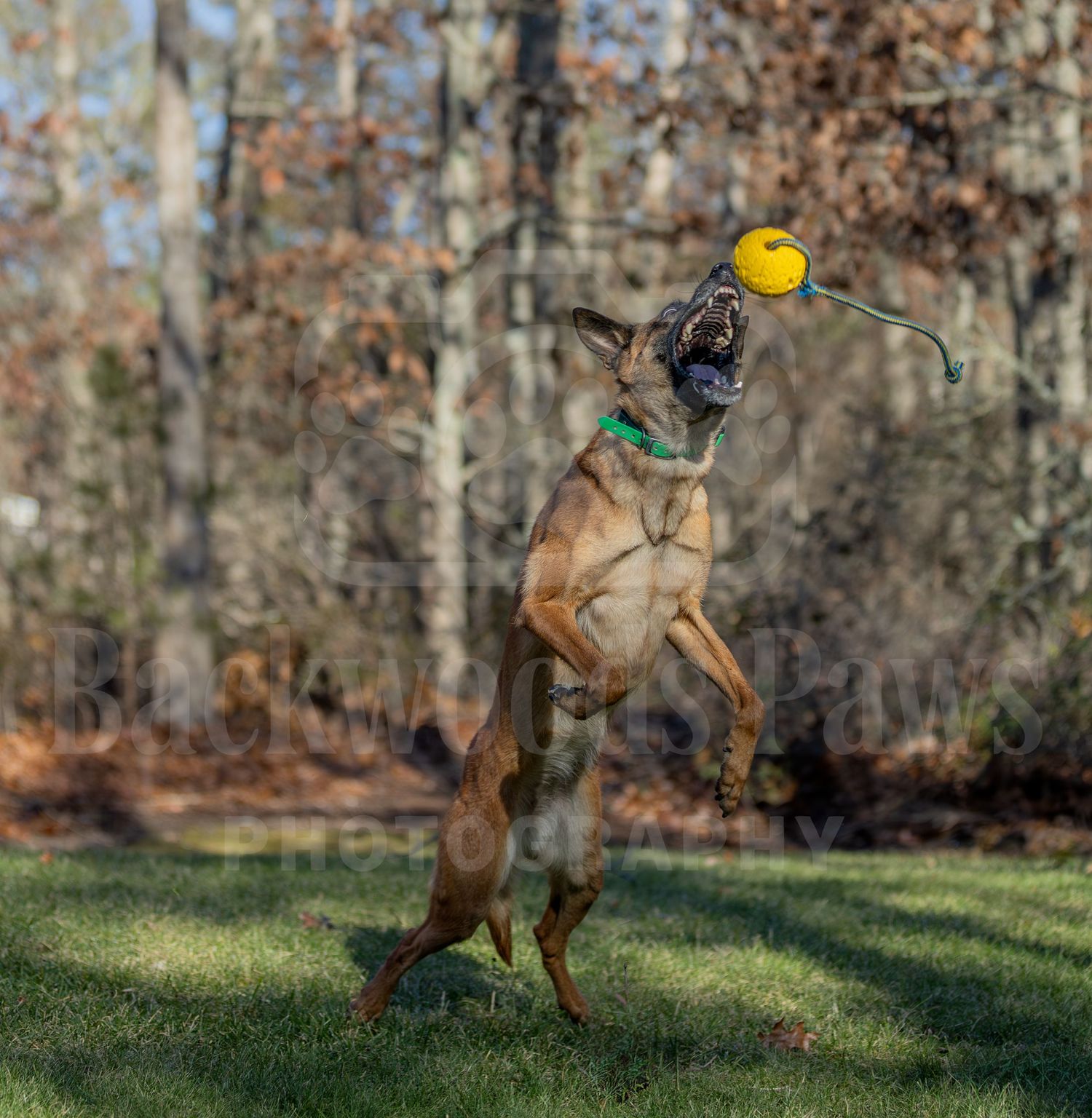 German Shepherd dogs playing and jumping to catch a yellow ball in a wooded backyard setting.