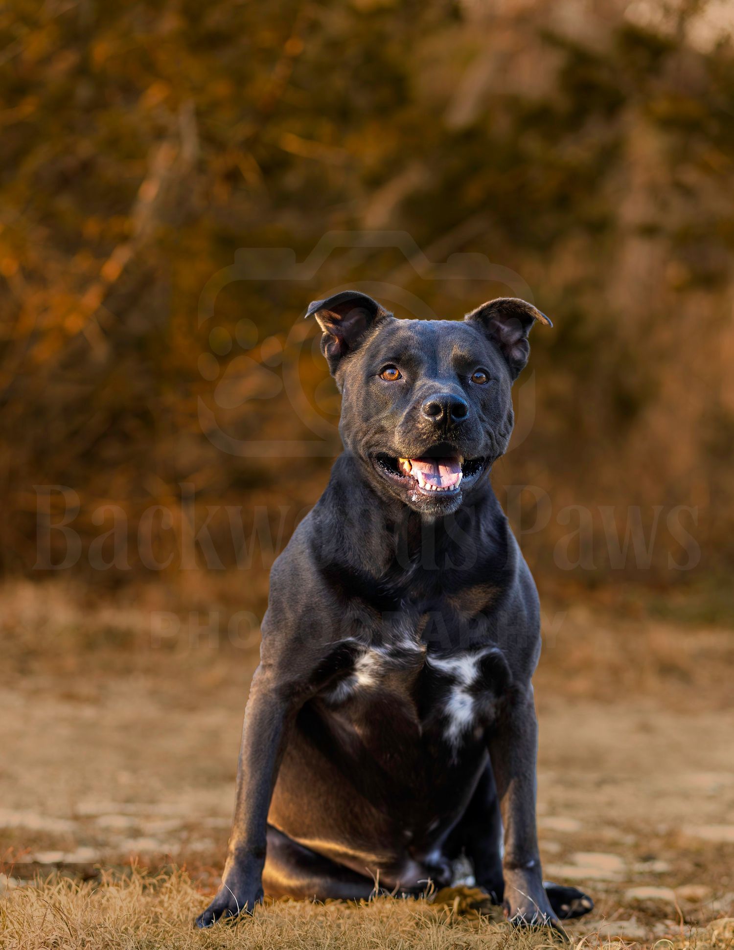A black Staffordshire Bull Terrier sits outdoors with mouth open, against a warm autumn bokeh background.