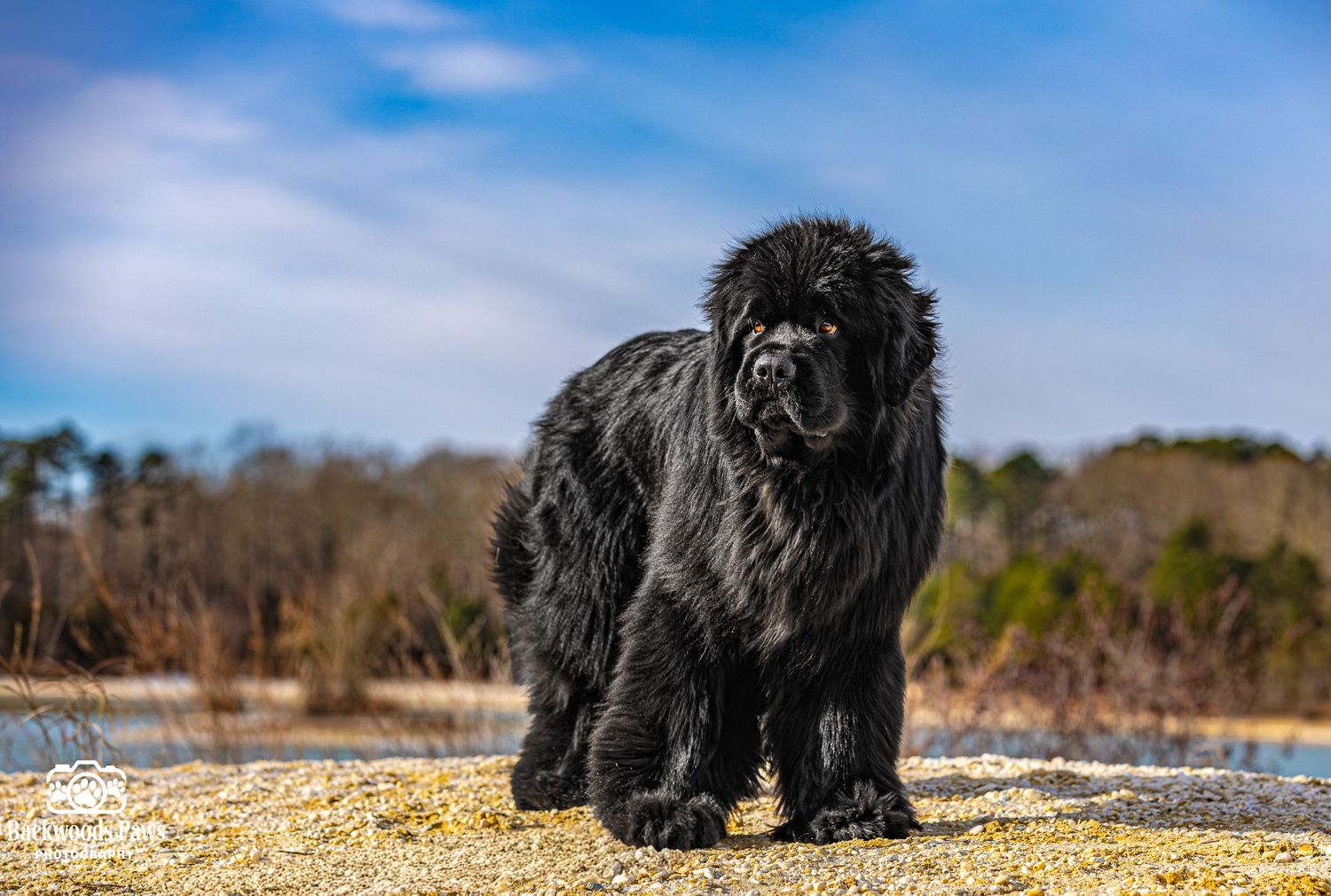 A majestic black Newfoundland dog stands on a rocky shore against a bright blue sky and water background.
