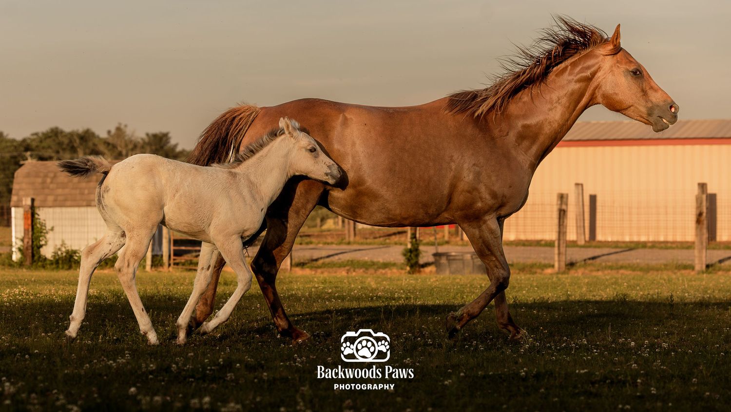 A chestnut mare and white foal trot together on green grass at golden hour on a farm.