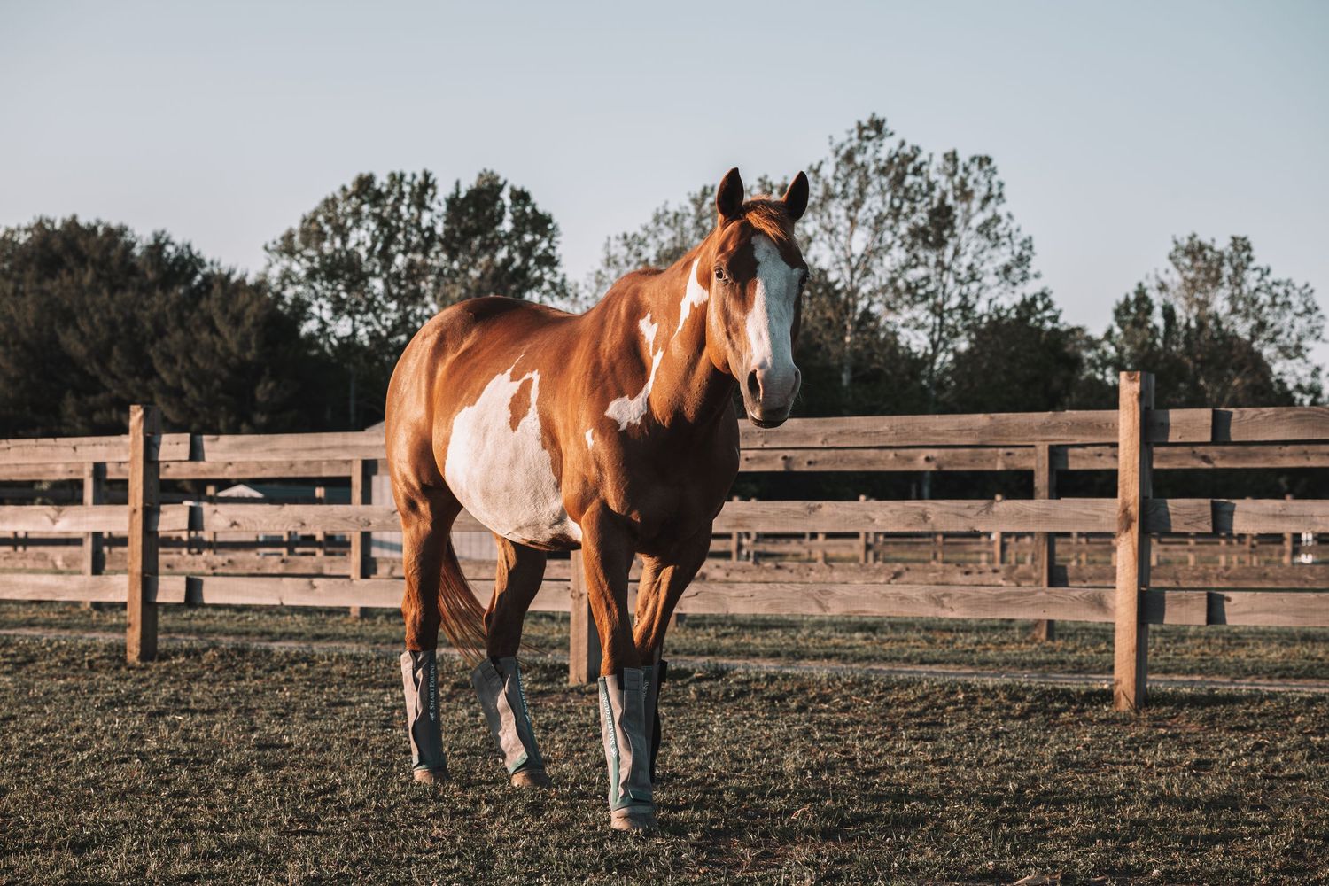 A chestnut and white paint horse standing in a fenced pasture with trees in the background.