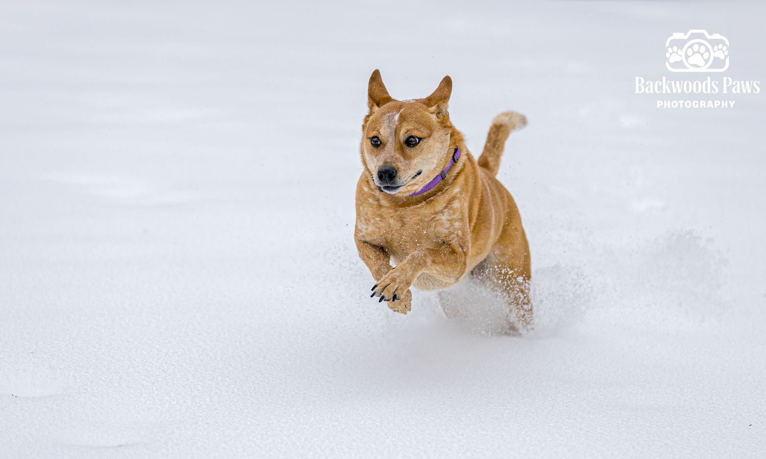 Three happy pit bull type dogs playing and running together in fresh white snow during winter.