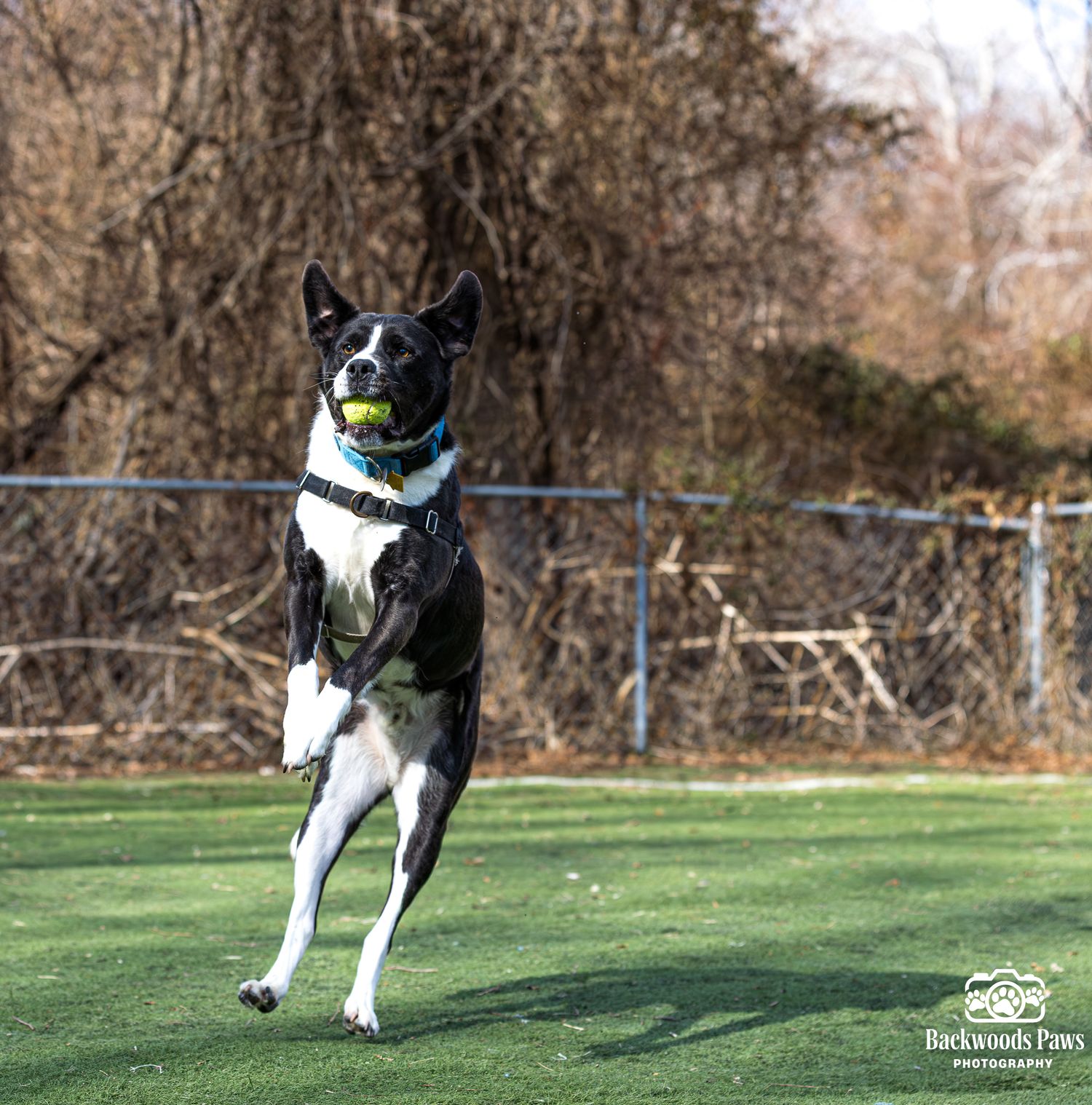Black and white Rat Terrier dog leaping joyfully in a fenced outdoor play area.