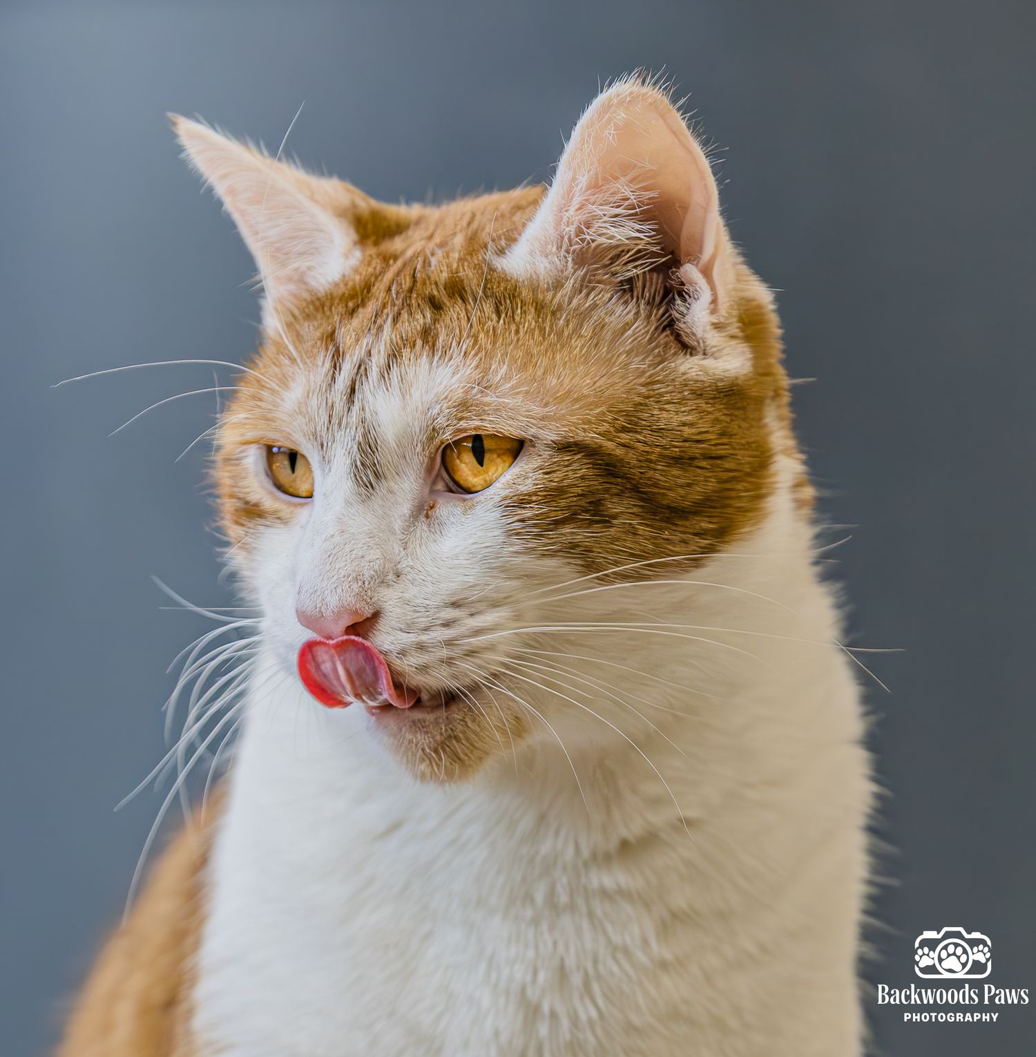 White and orange cat with pink tongue sticking out in a sequence of four similar portrait poses against gray background.