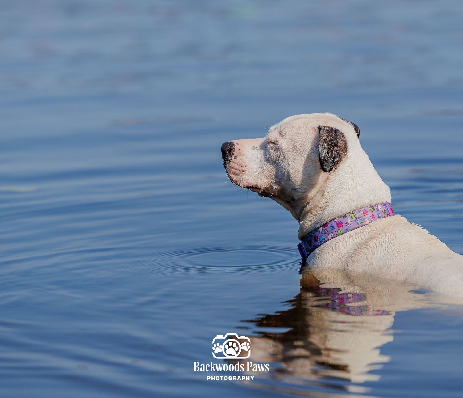 A white dog with a purple collar stands in calm blue water, looking alert in a professional pet photography shot.