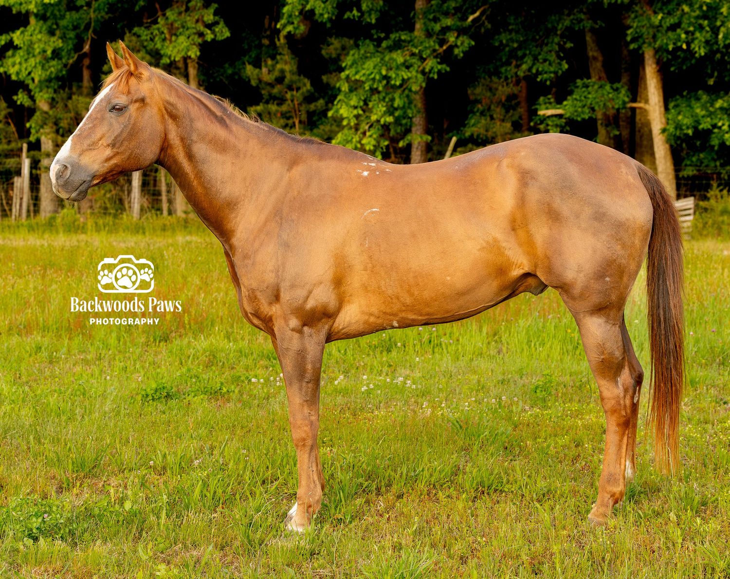 A chestnut horse stands in a lush green pasture, photographed by Backwoods Paws Photography.