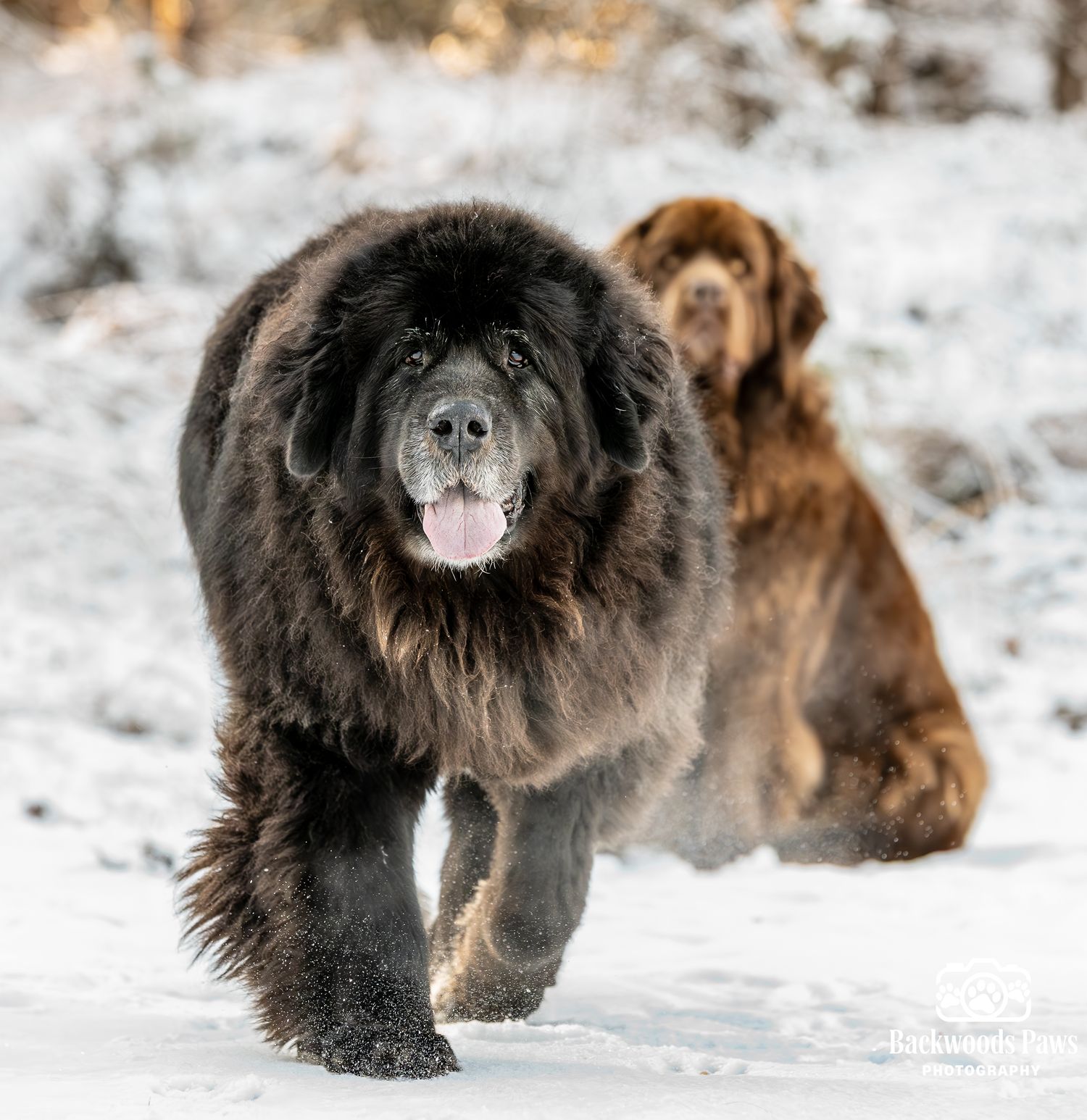 Two fluffy dogs playing together in snowy winter landscape, one black and one brown.