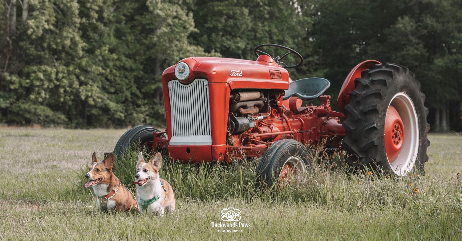 Two Corgi dogs sit in a green field beside a classic red vintage tractor with large black tires and tall trees behind.