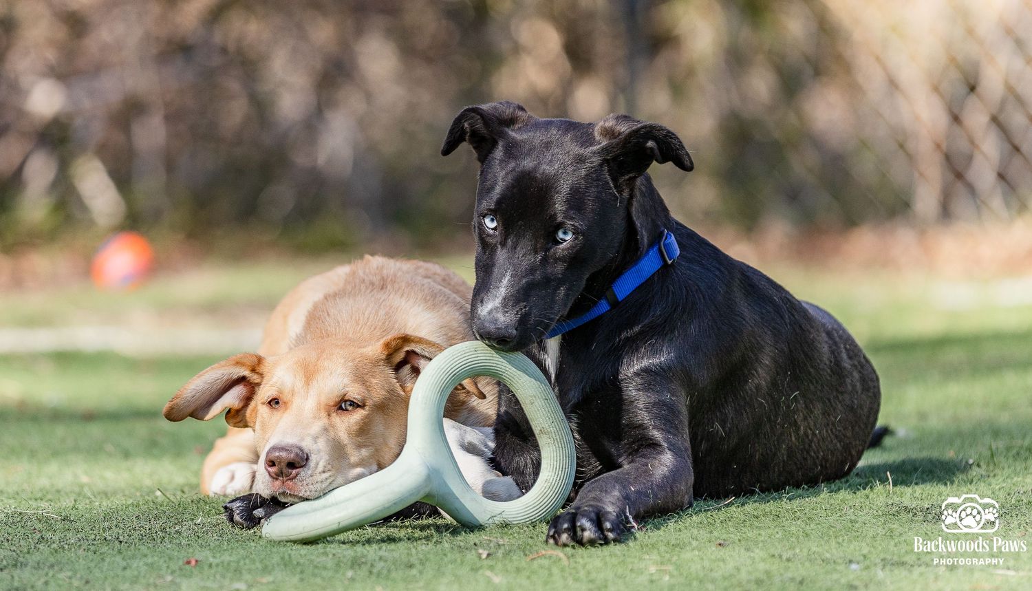 Two dogs, one black and one tan, lying together on grass with a ring toy between them.