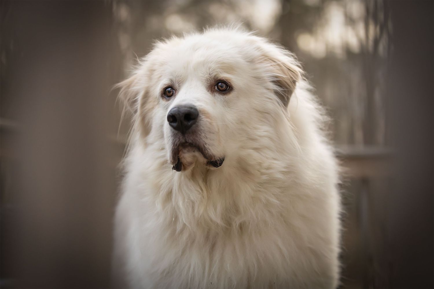 Fluffy white Great Pyrenees dog with soft brown eyes posing outdoors in a serene, blurred natural background.