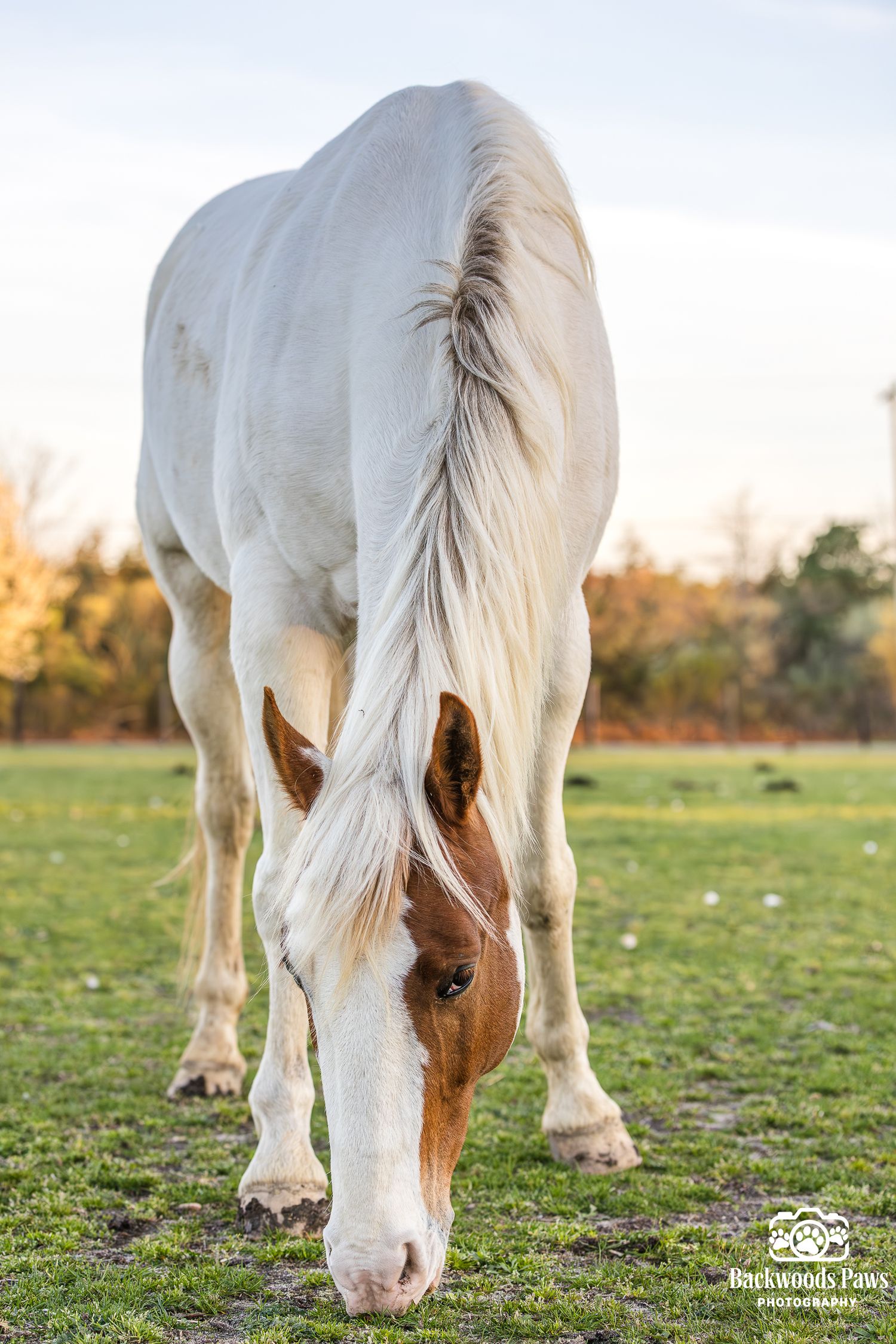 A white and brown paint horse grazes on green grass in a sunlit open field.