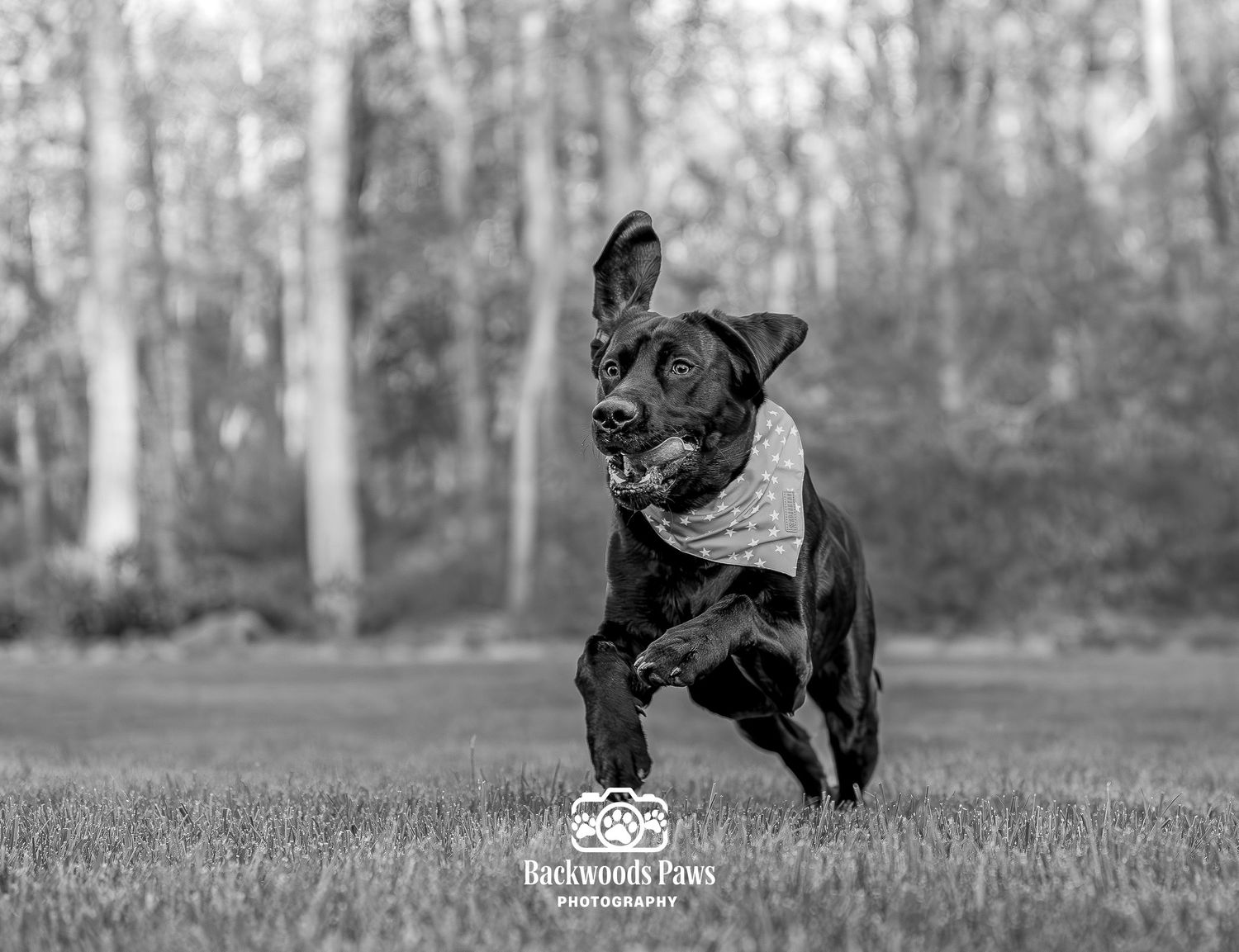 Black Labrador dog running joyfully across green grass wearing a bandana, captured in black and white by Backwoods Paws Photography.