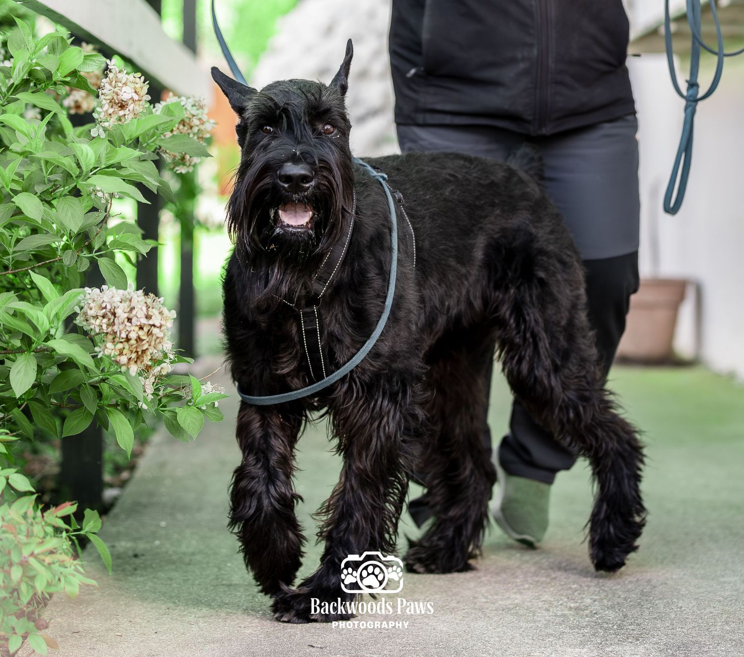 A large black Giant Schnauzer dog on a leash walks confidently on a garden path with its handler.