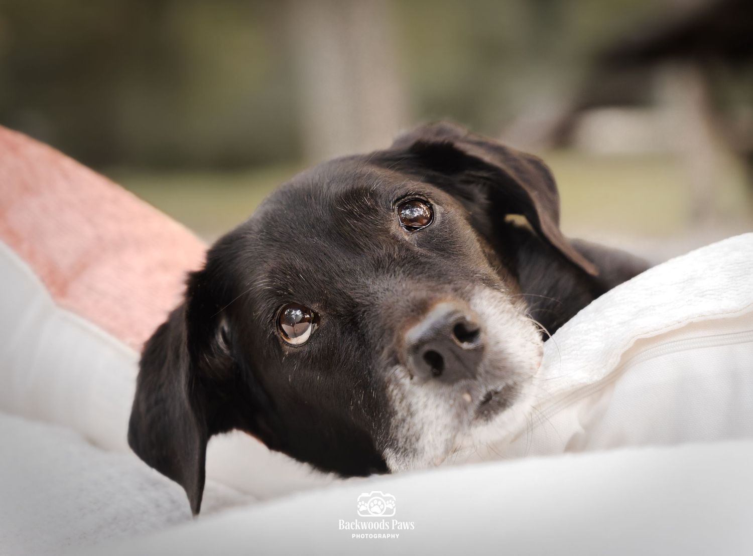 A sad-eyed black and white dog rests its chin on a soft white blanket, gazing up with soulful brown eyes.