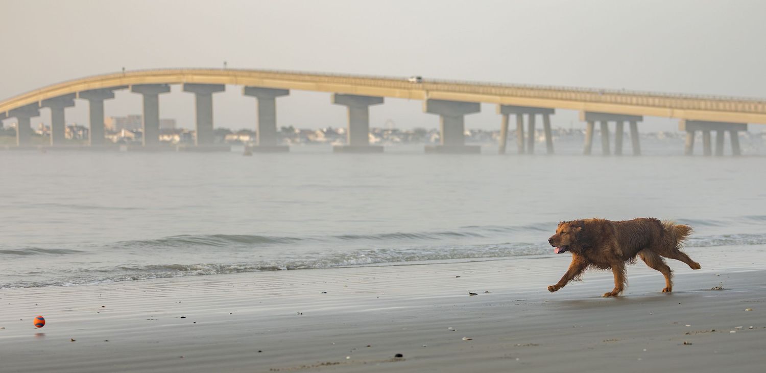 A brown dog runs along a misty beach with a large concrete bridge spanning over calm waters in the background.