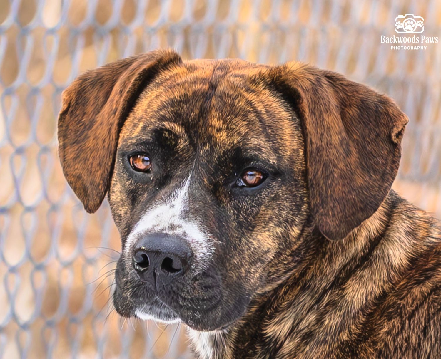 Close-up panoramic view of a brindle dog's face showing intense eyes and dark muzzle.