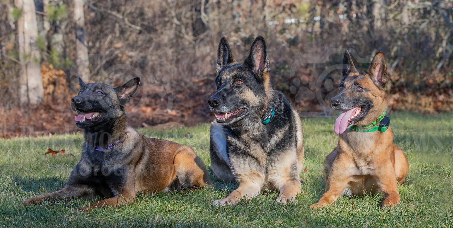 Three dogs relaxing together on grass with fallen leaves scattered around them.