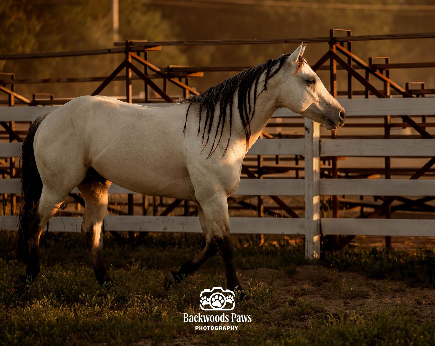 A white horse with a dark mane stands gracefully in a wooden fence paddock during golden hour lighting.