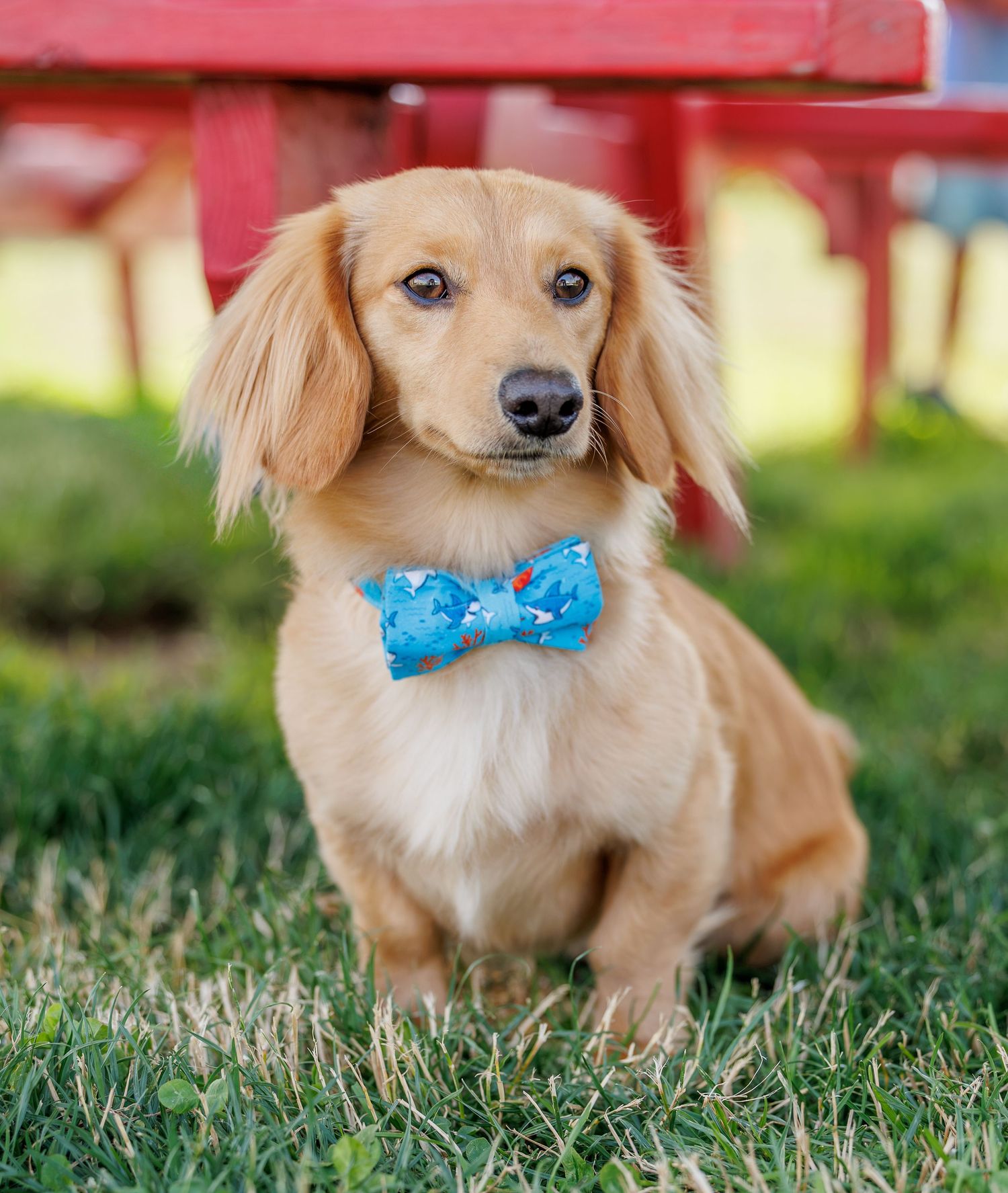 Adorable golden dachshund puppy wearing a blue bow tie sitting on green grass outdoors.