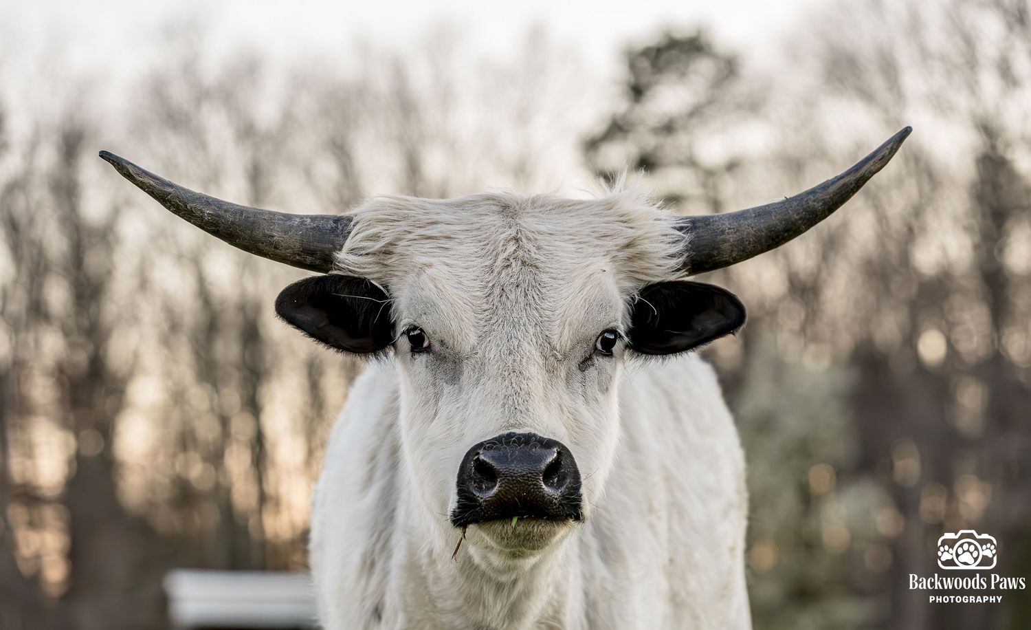 White longhorn bull with large curved horns facing camera outdoors, photographed by Backwoods Paws Photography.