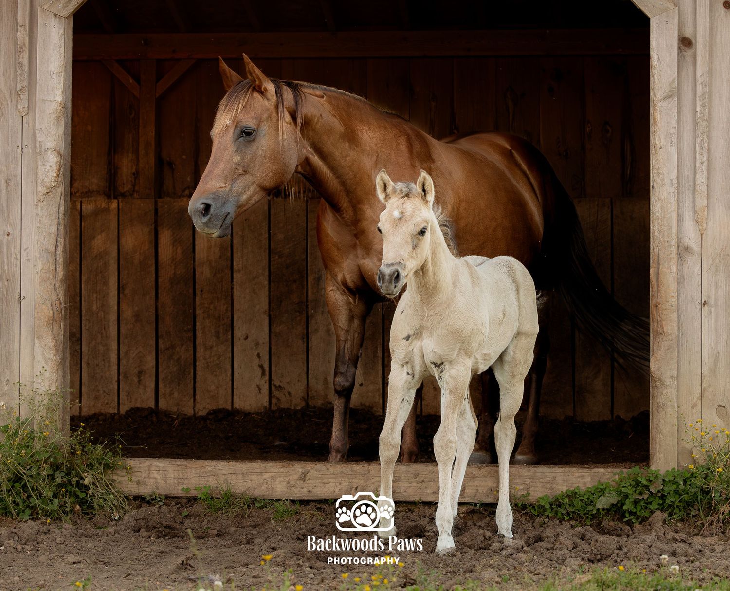 A chestnut mare stands with her pale cream foal in front of a wooden barn doorway.
