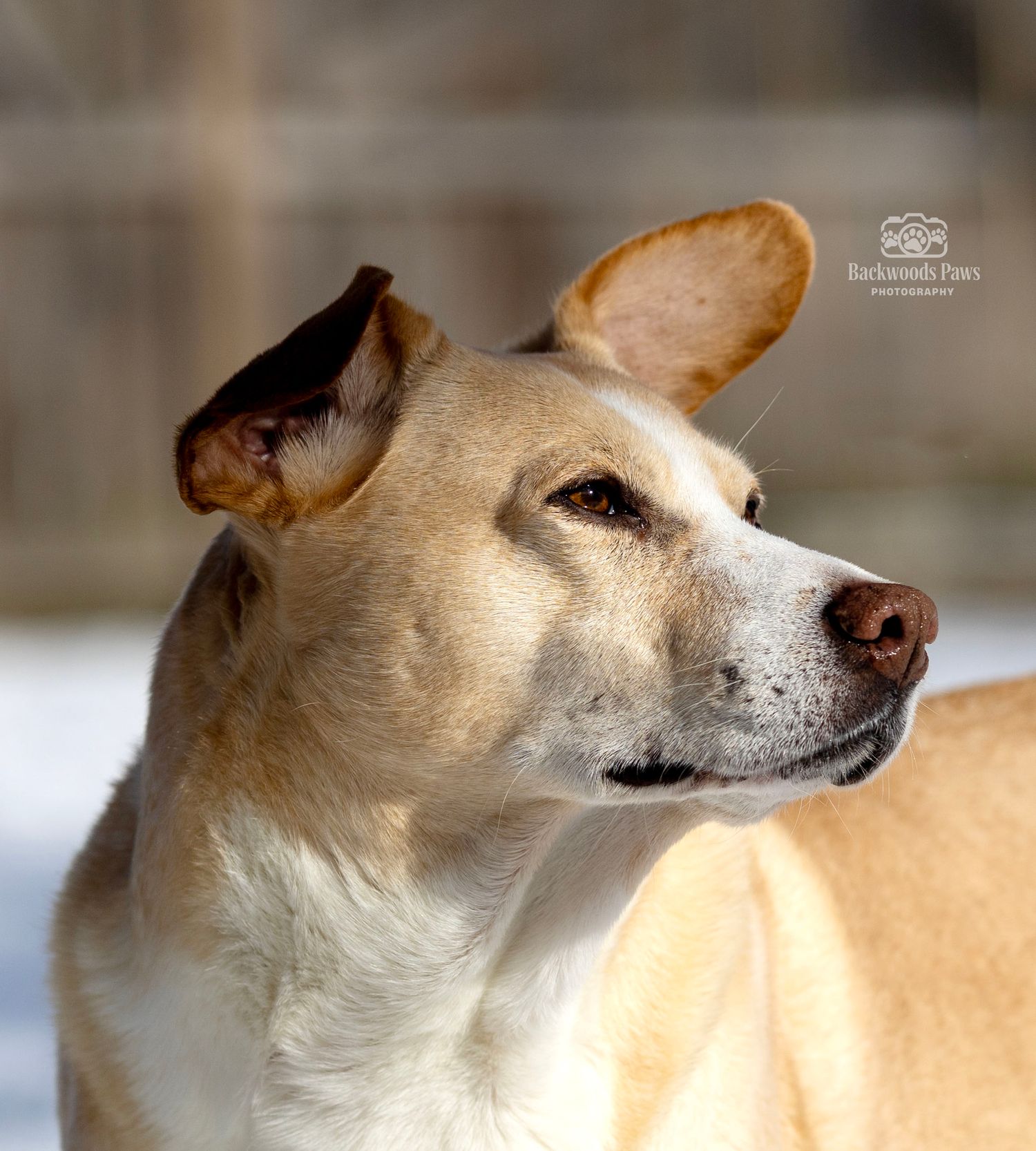 Close-up profile view of a cream-colored Chihuahua dog with pointed ears looking to the right against a blurred background.