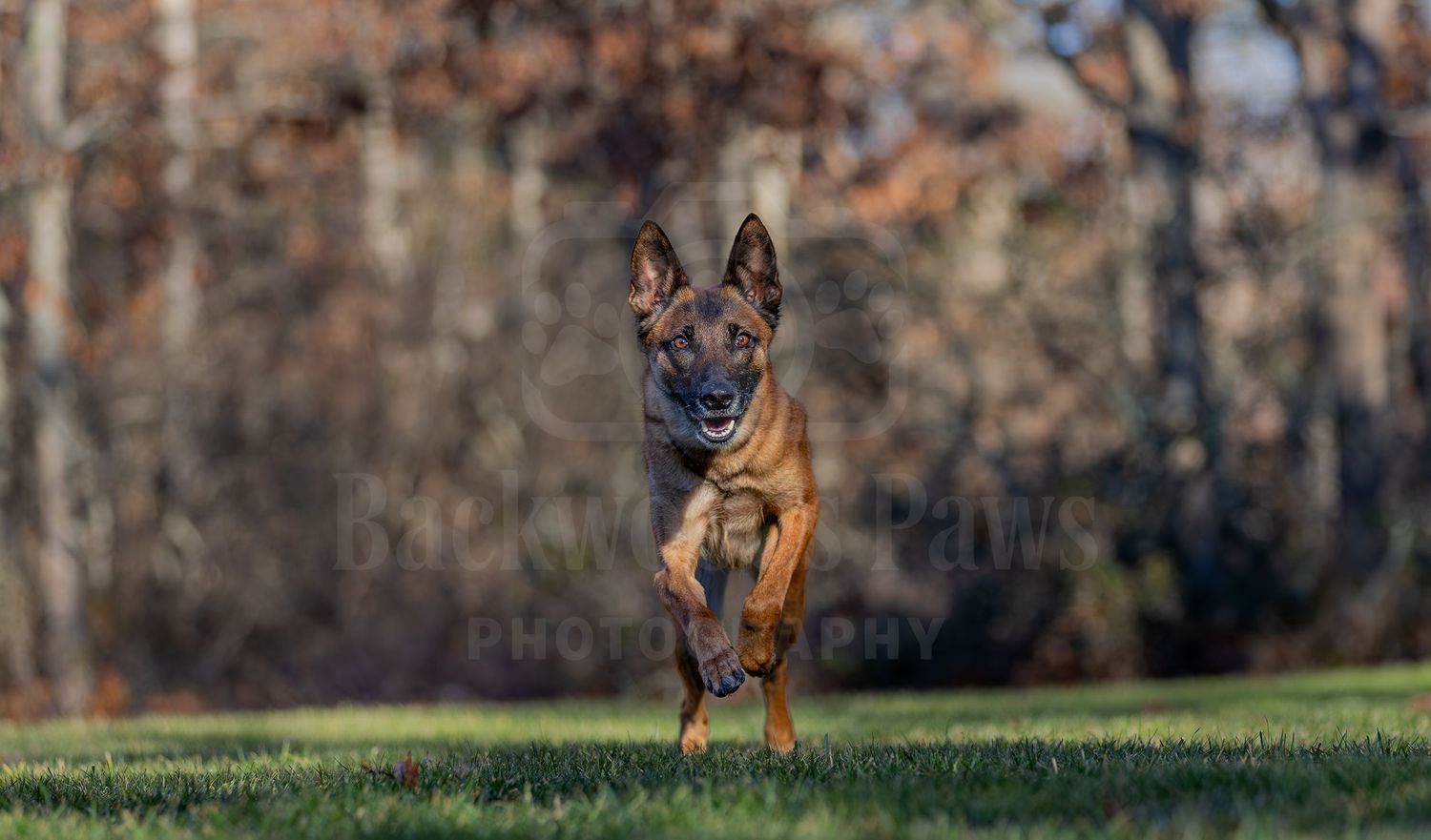 Belgian Malinois dog running and leaping through a grassy field with autumn trees in the background.