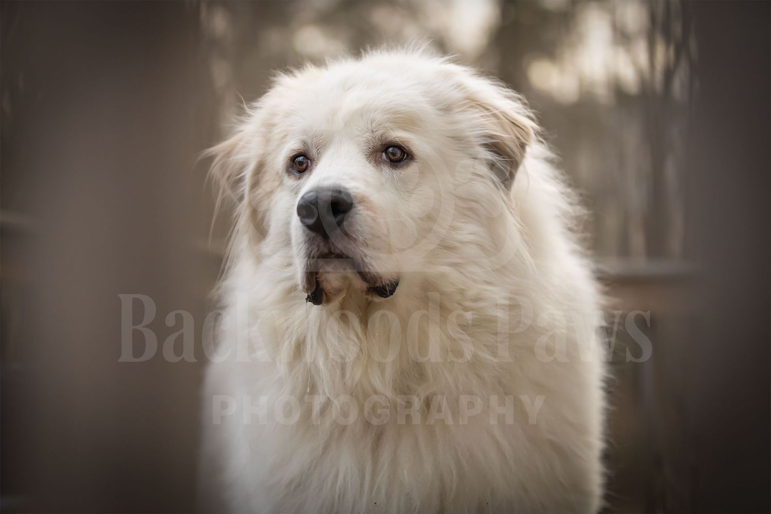 A fluffy white Maltese dog looks directly at the camera with an alert expression against a dark background.