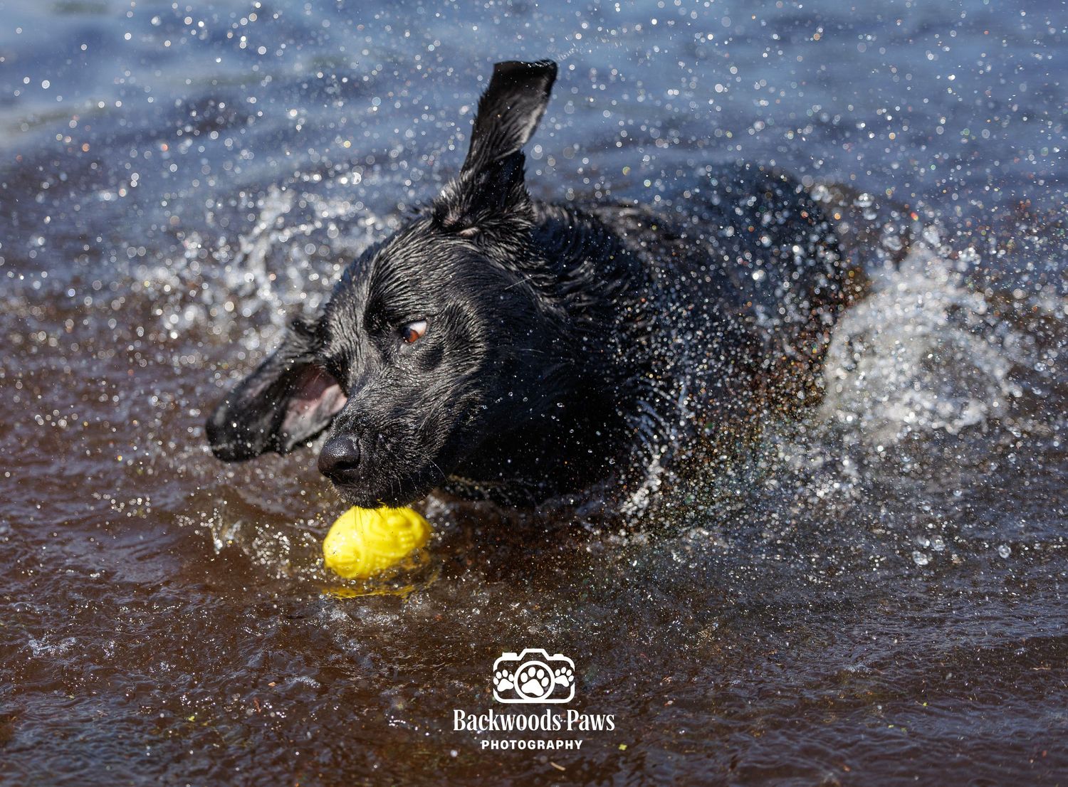 Black Labrador retriever splashing through water with a yellow ball in its mouth, captured by Backwoods Paws Photography.