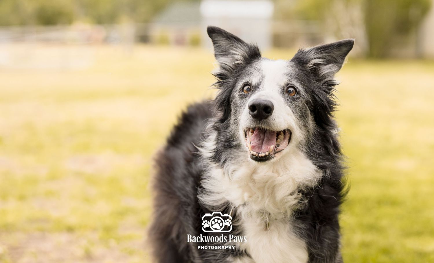 A happy border collie dog with black and white fur smiles outdoors on a green grass field.